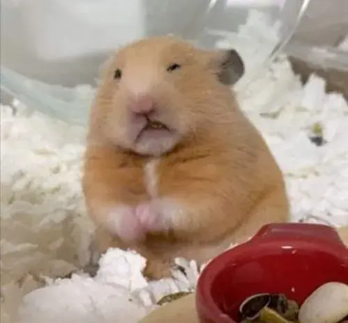 Một thú cưng tí hon nép trong cốc sứ, hình hồ sơ chuột hamster nổi bật nhờ ánh mắt sáng và tư thế thư giãn.