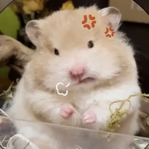 Hai bên tai và vành tai bắt sáng nhẹ khi chú chuột quay ngang, để lộ đường nét tròn mềm trên nền tối.