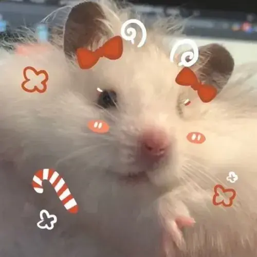 Ảnh avatar chuột hamster chụp từ thấp làm chân sau và bàn nổi rõ khi chú chuột đứng thẳng, đầu hướng về thức ăn.