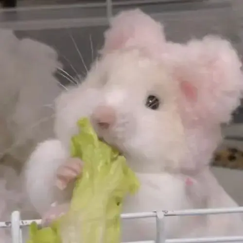 Hinh dai dien hamster be xiu voi ma tron va dang om thuc an 1