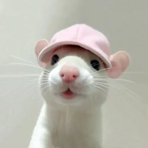 Hinh dai dien hamster be xiu voi ma tron va dang om thuc an 2