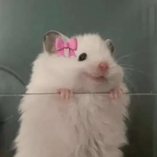 Hinh dai dien hamster be xiu voi ma tron va dang om thuc an 3