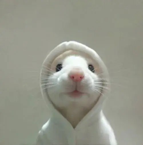 Hinh dai dien hamster be xiu voi ma tron va dang om thuc an 5