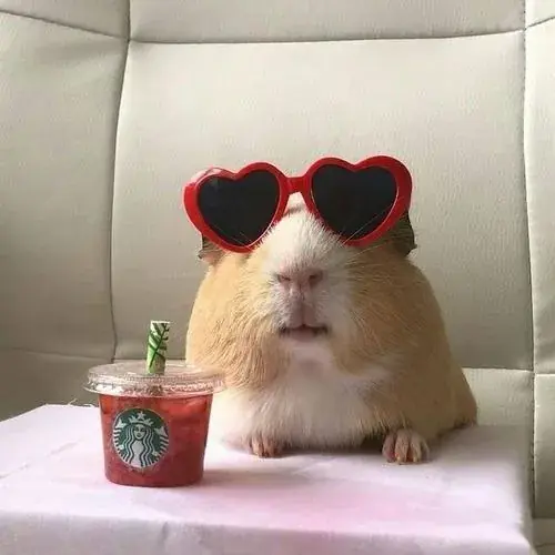 Hinh dai dien hamster tron xoe voi bo long mem va dang ngoi dang yeu 1