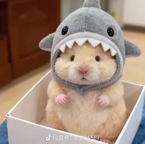 Hinh dai dien hamster tron xoe voi bo long mem va dang ngoi dang yeu 2