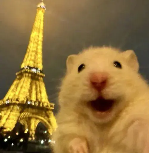 Hinh dai dien hamster tron xoe voi bo long mem va dang ngoi dang yeu 5
