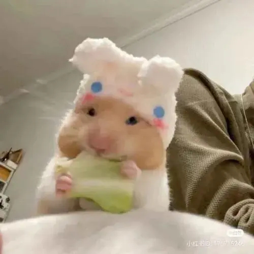 Hinh ho so chuot hamster am ap trong goc chuong nho day than quen 1