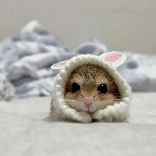 Hinh ho so chuot hamster am ap trong goc chuong nho day than quen 4