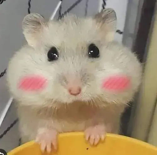 Hinh ho so chuot hamster am ap trong goc chuong nho day than quen 5